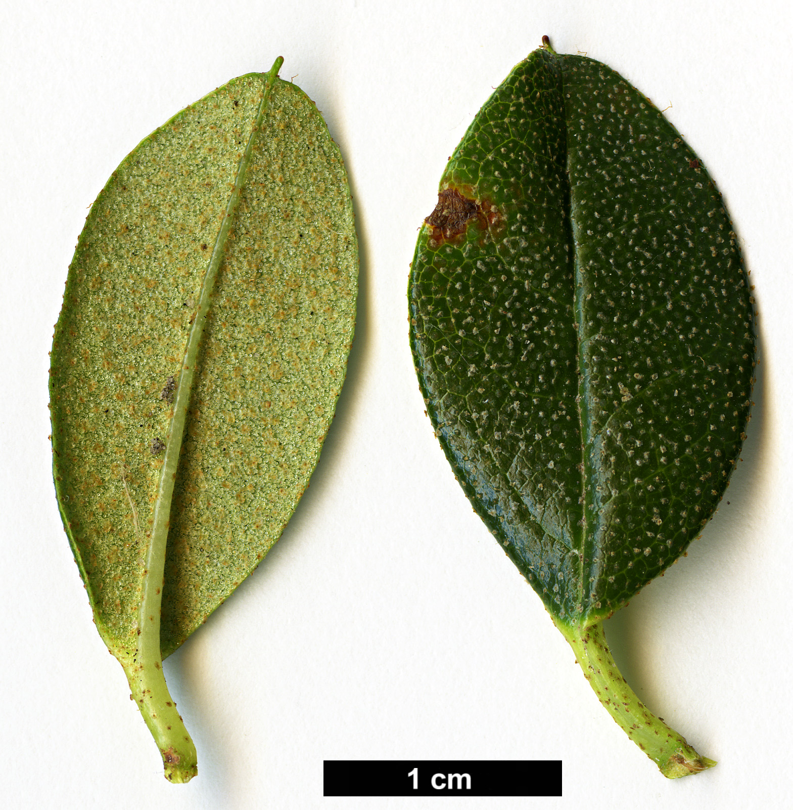 High resolution image: Family: Ericaceae - Genus: Rhododendron - Taxon: cephalanthum - SpeciesSub: subsp. cephalanthum Crebreflorum Group